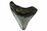 Bargain, Megalodon Tooth - North Carolina #152960-1